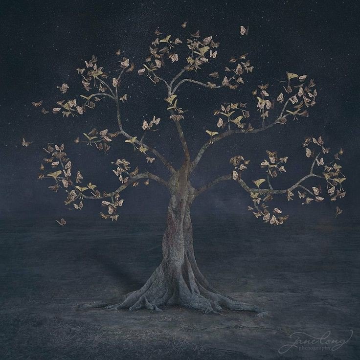 LA NEMOROSA cover img