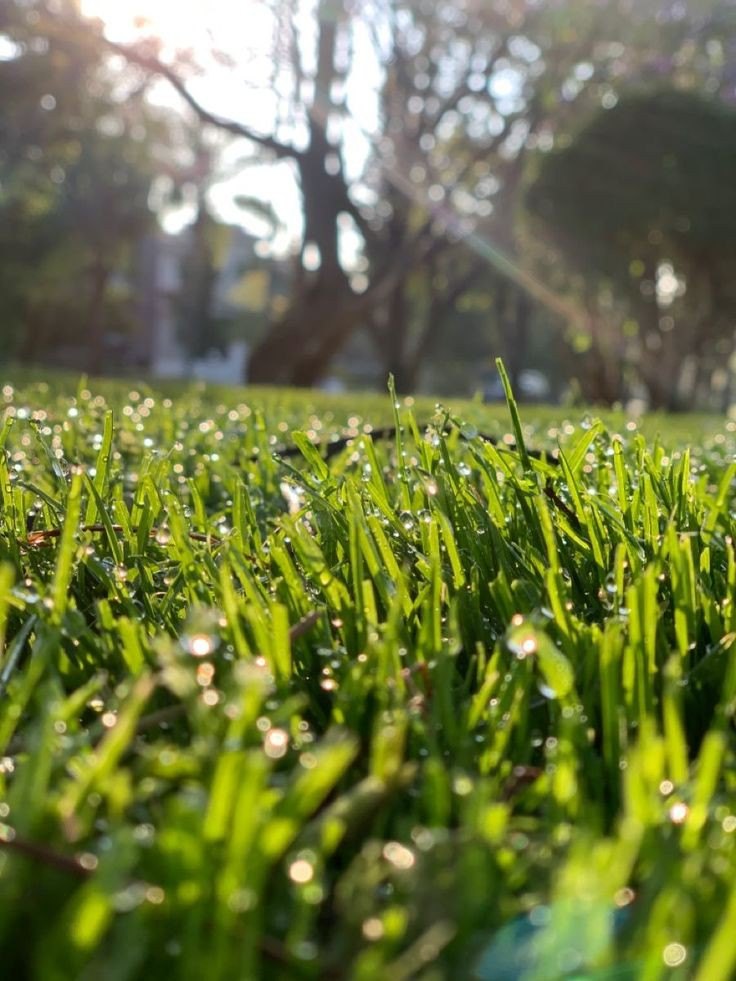 Picor amargo de verde pasto