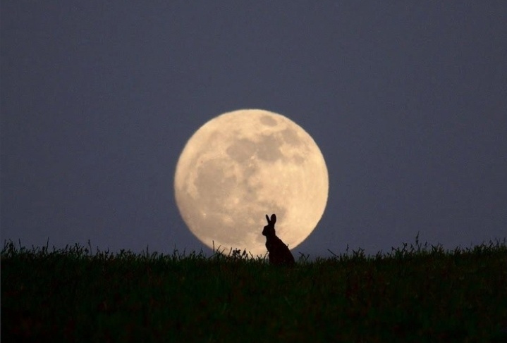 Las liebres solo salen de noche