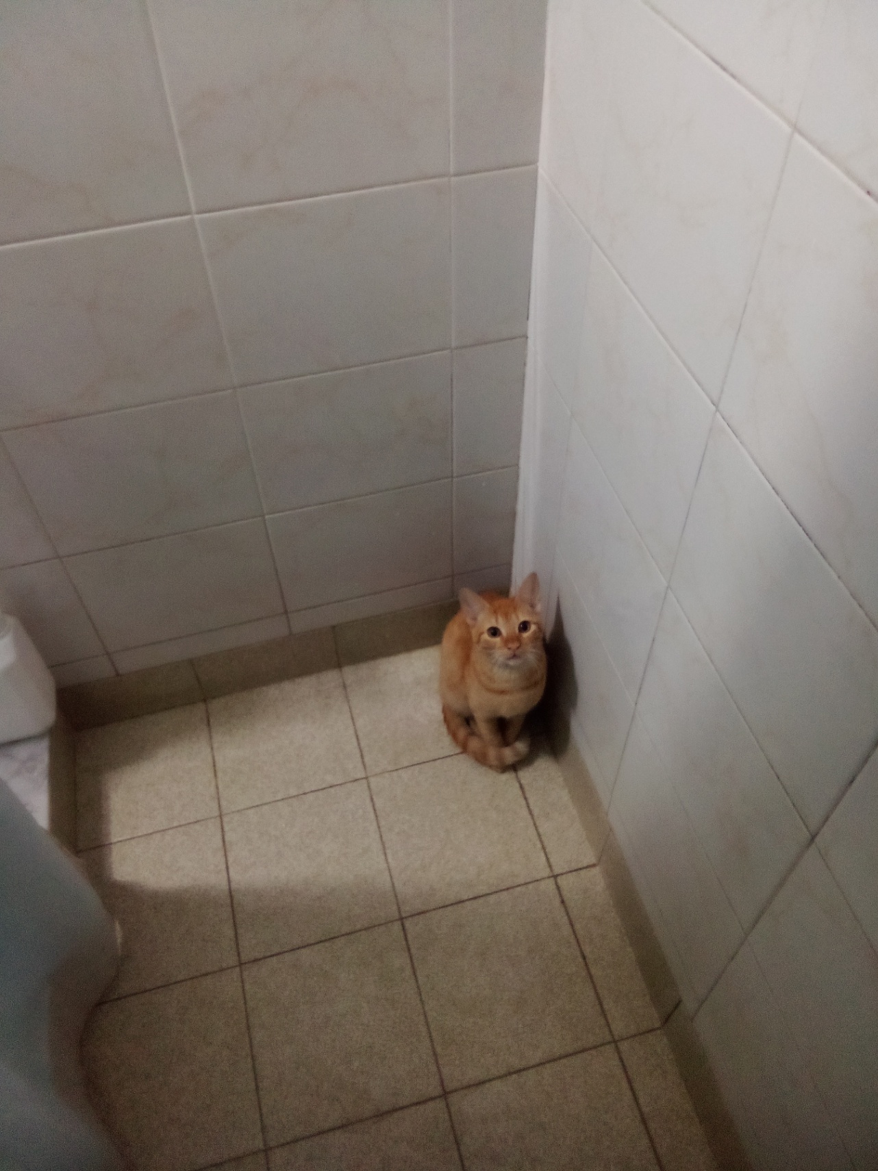 El amor,la muerte y los gatos