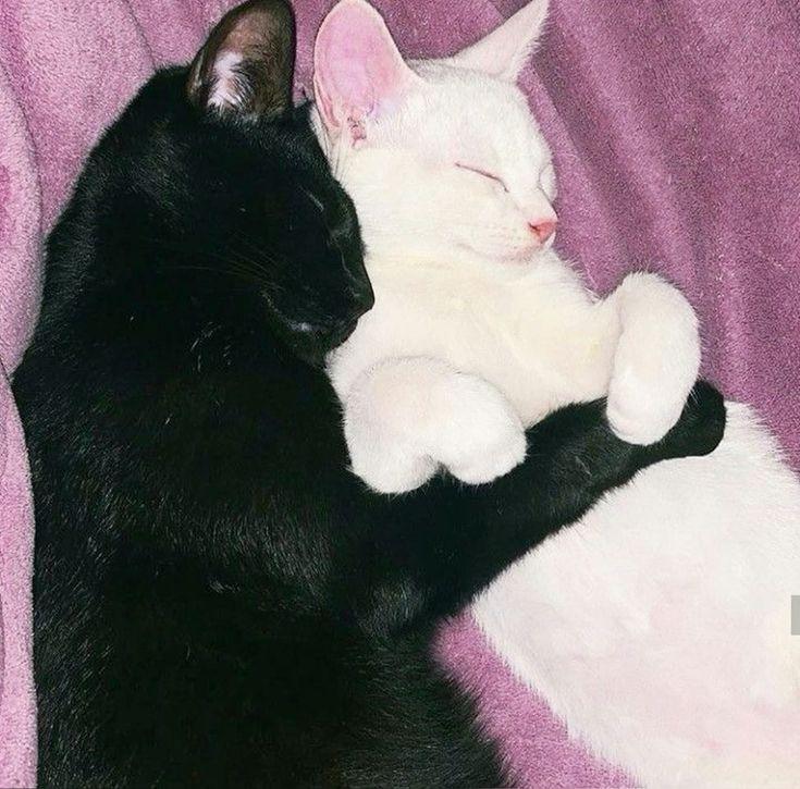 gatos