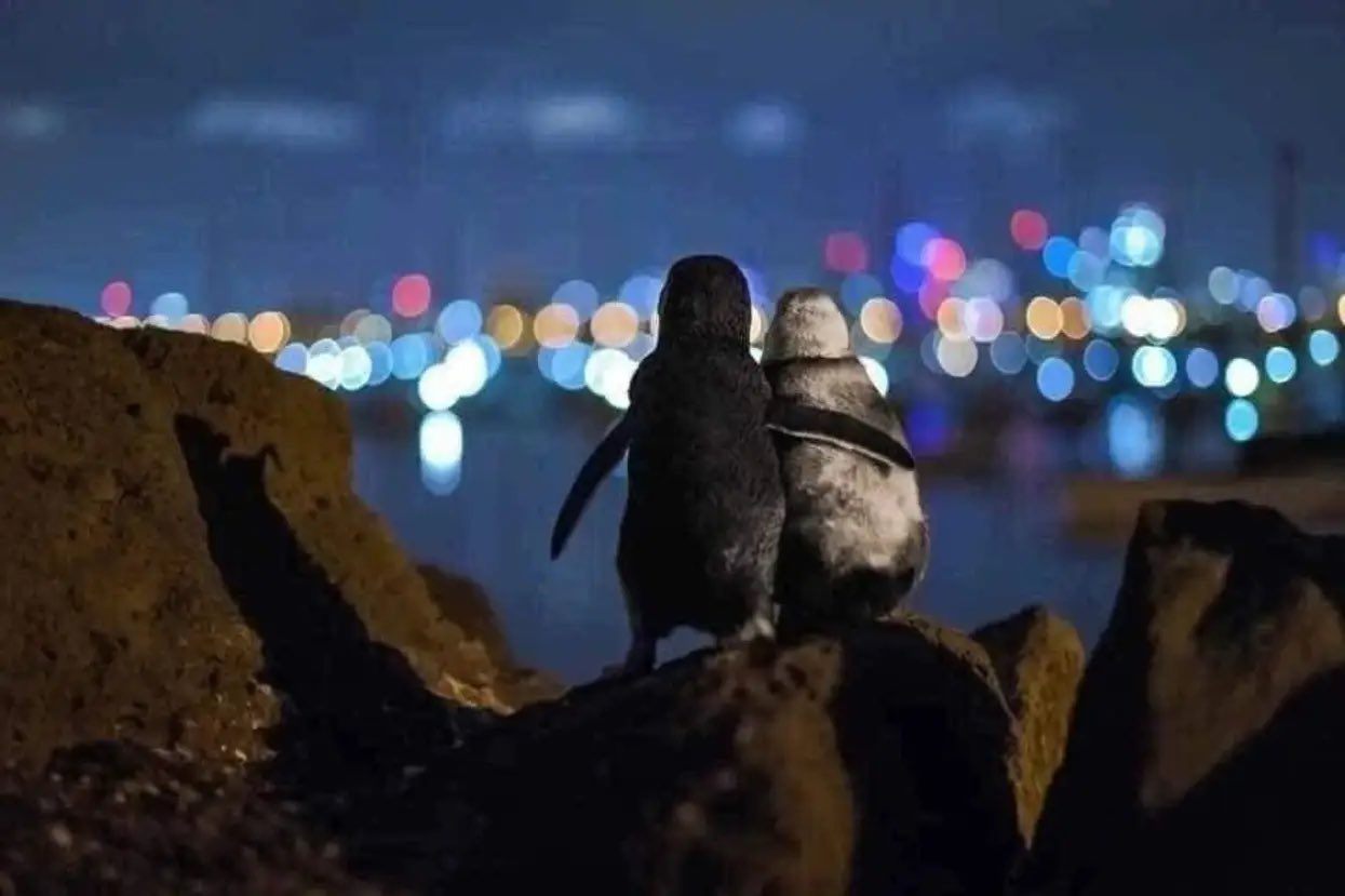 As penguins we might be 