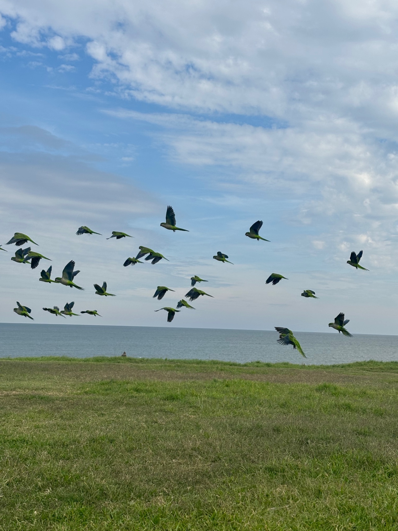 Paloma Goñi cover img