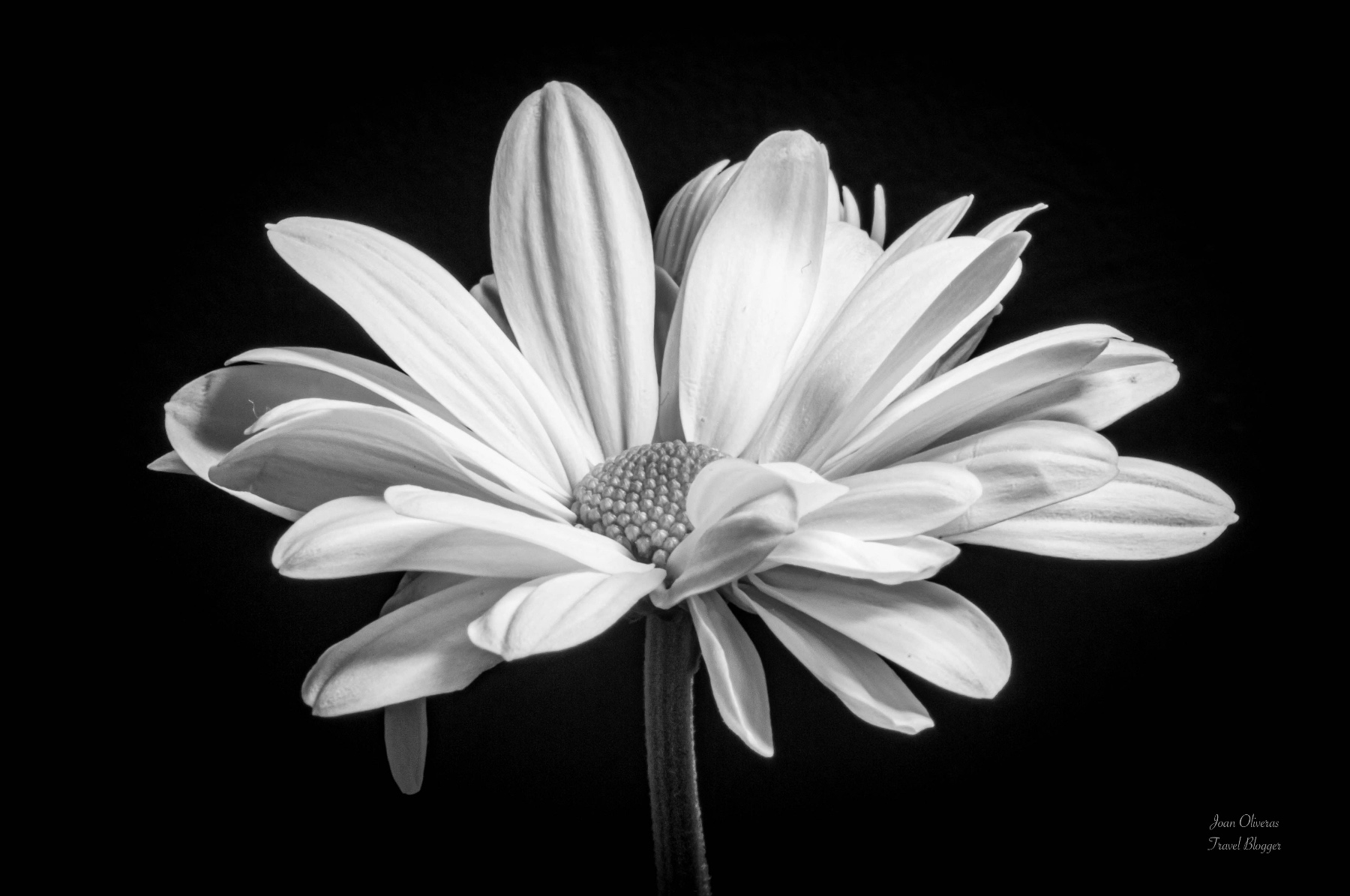 La mujer de las flores 