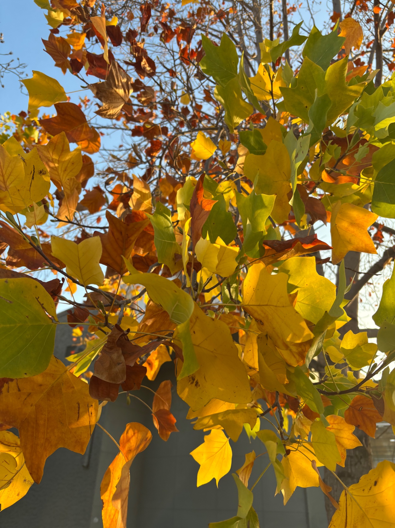 Otoño