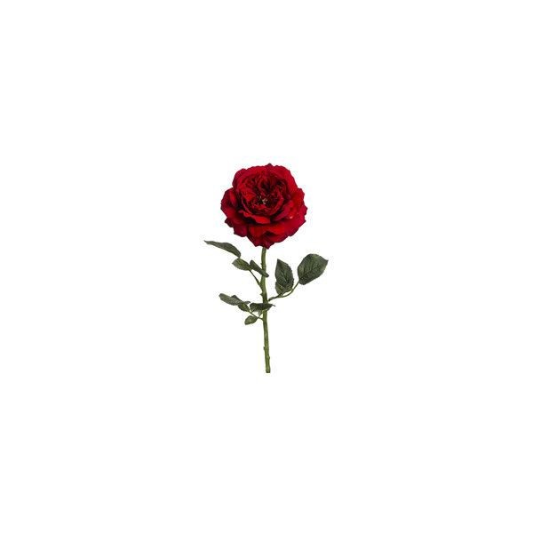 La rosa 🌹