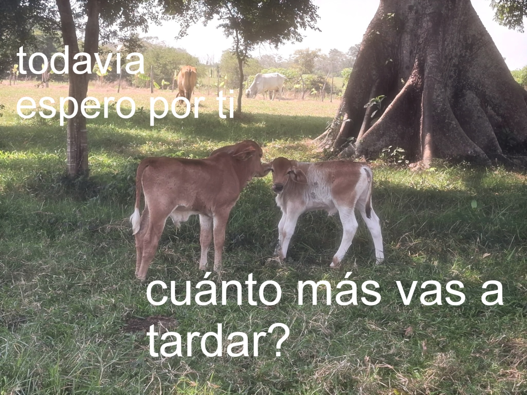 tendencia a enamorarse