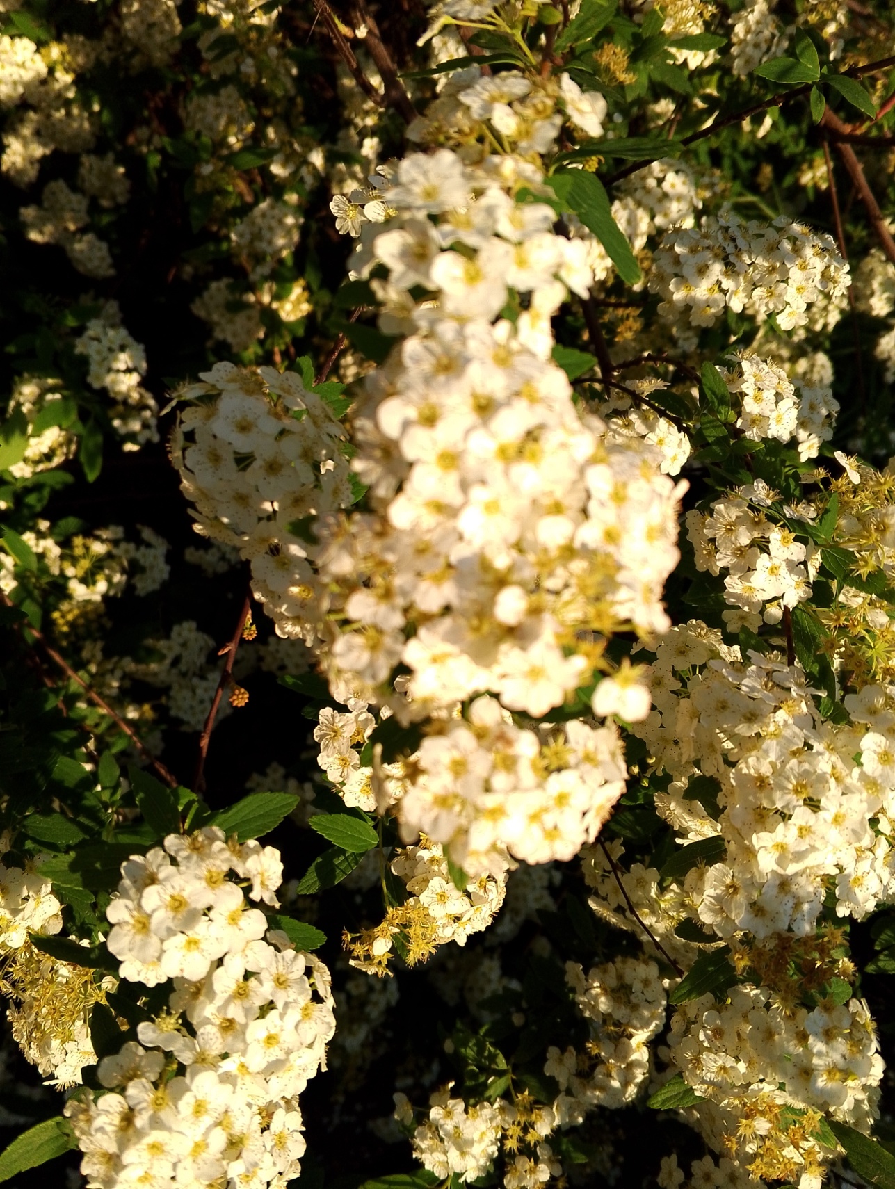 FLORECER