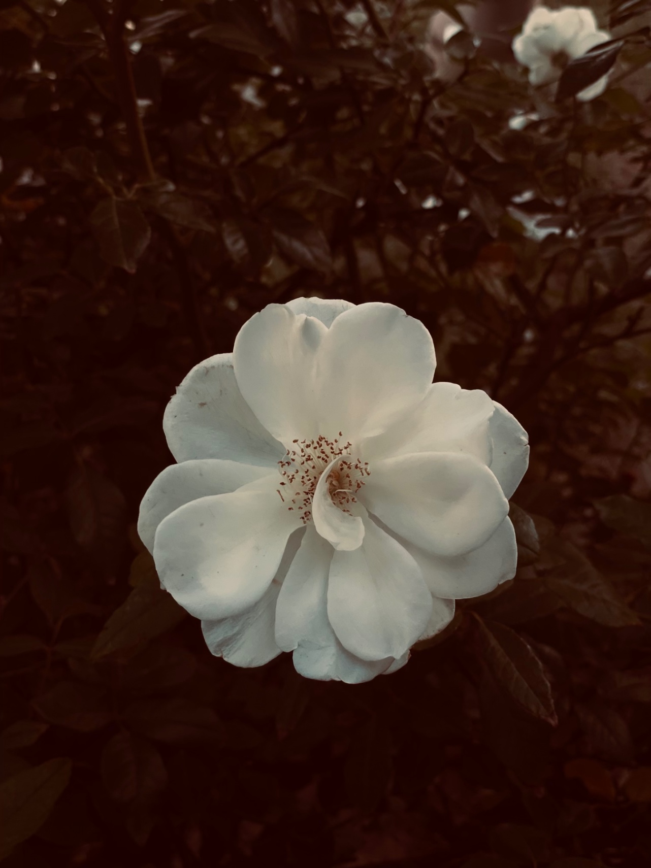 “El poseedor del absurdo”