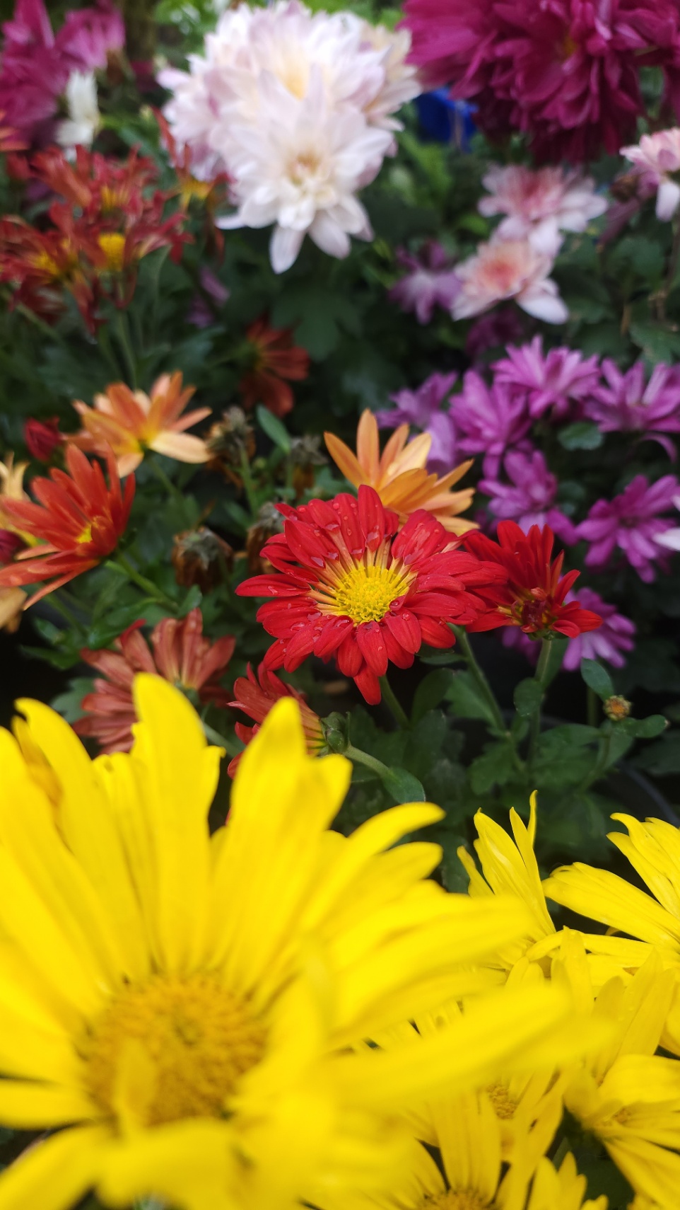 La dama de las flores
