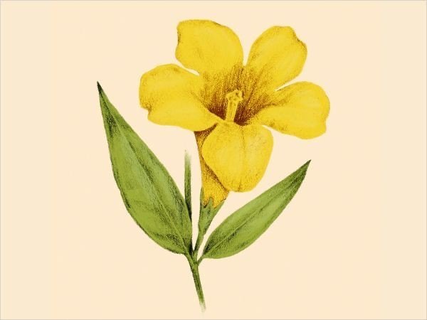Mi flor de Lapacho