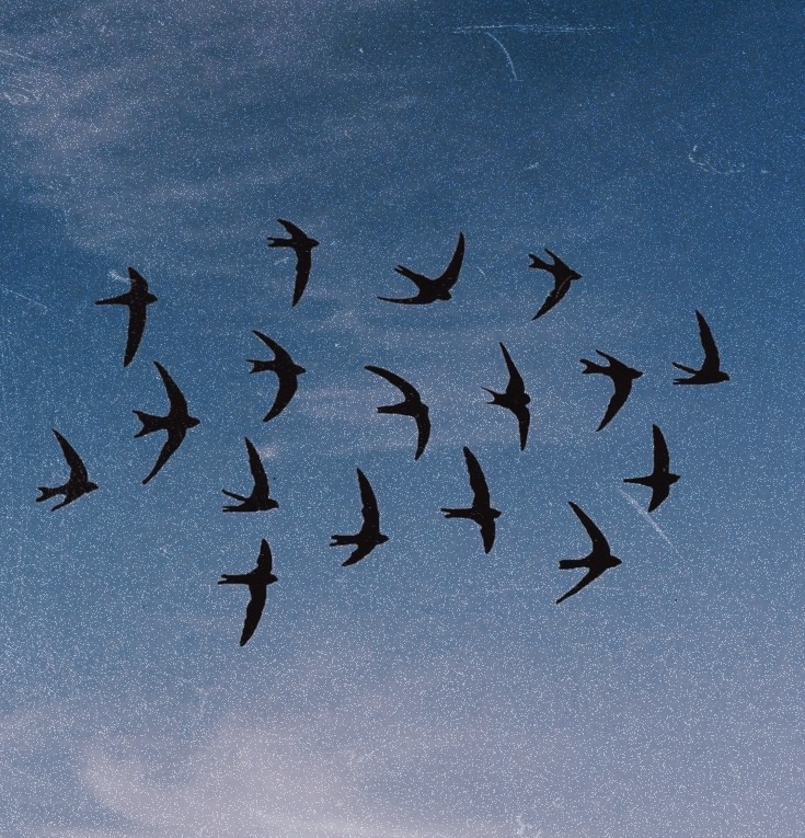 La noche en que comprendí a los pájaros.