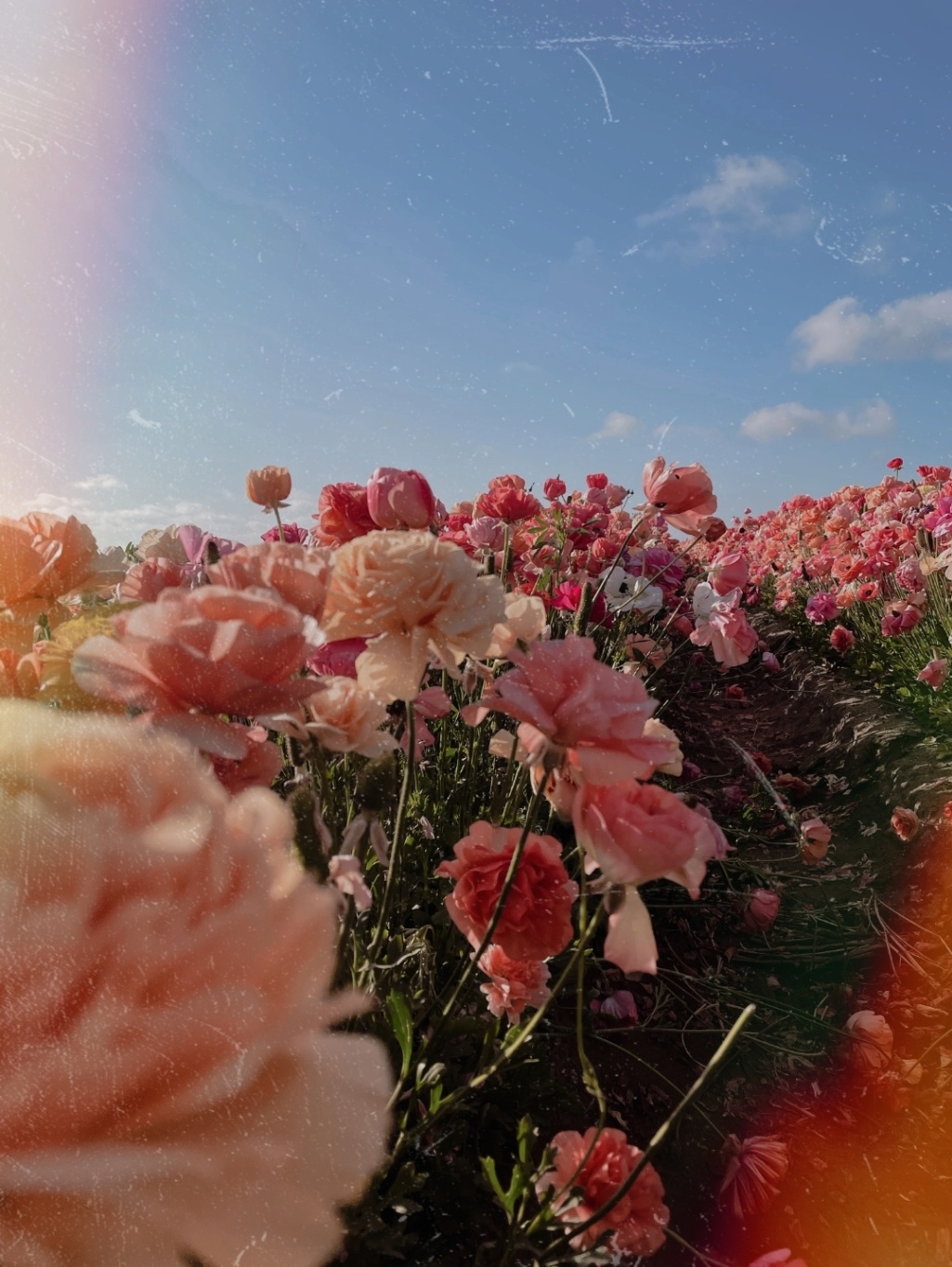 Las flores no mendigan primaveras. 