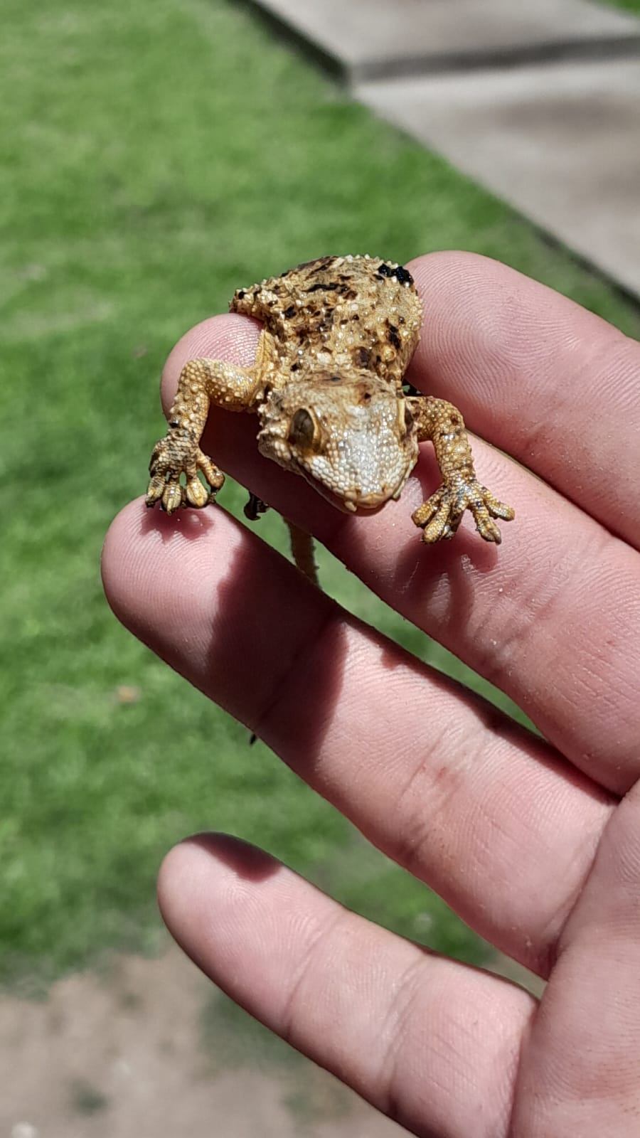 El chancho y la lela