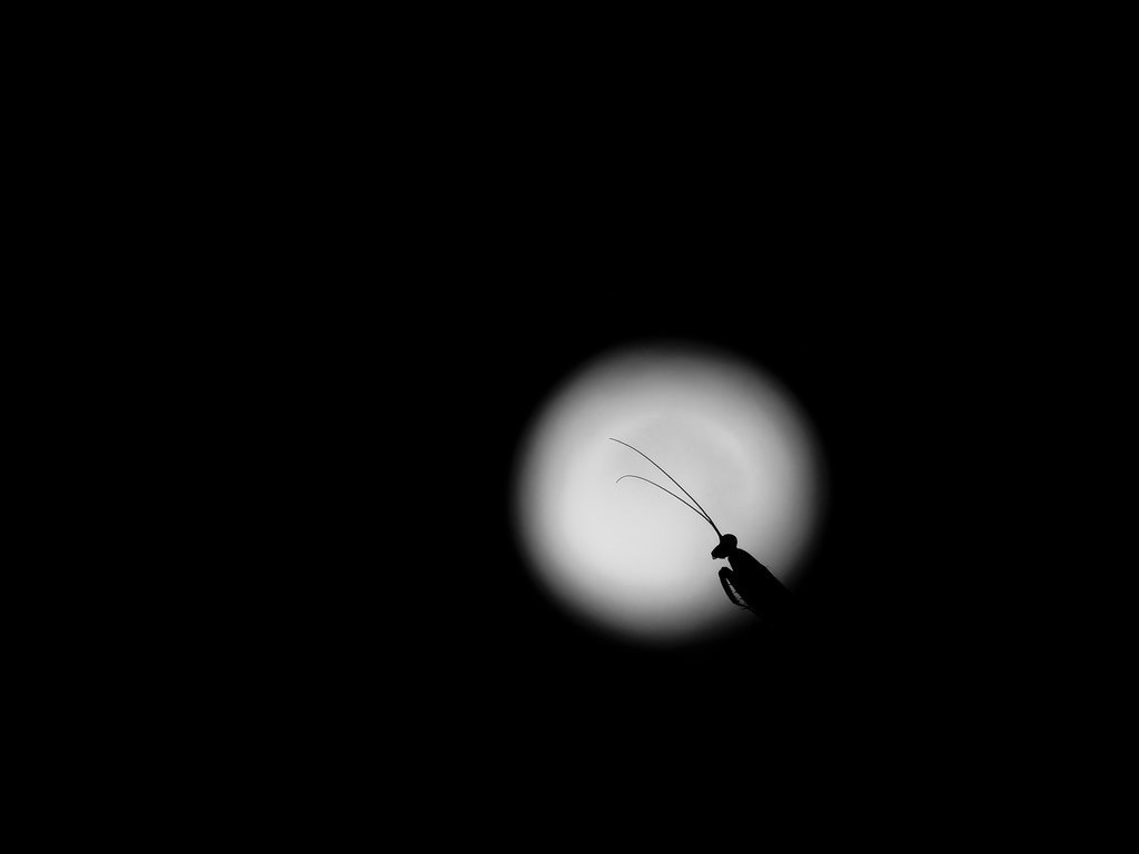 A menudo sueño con el momento en el que vaya a despertar.