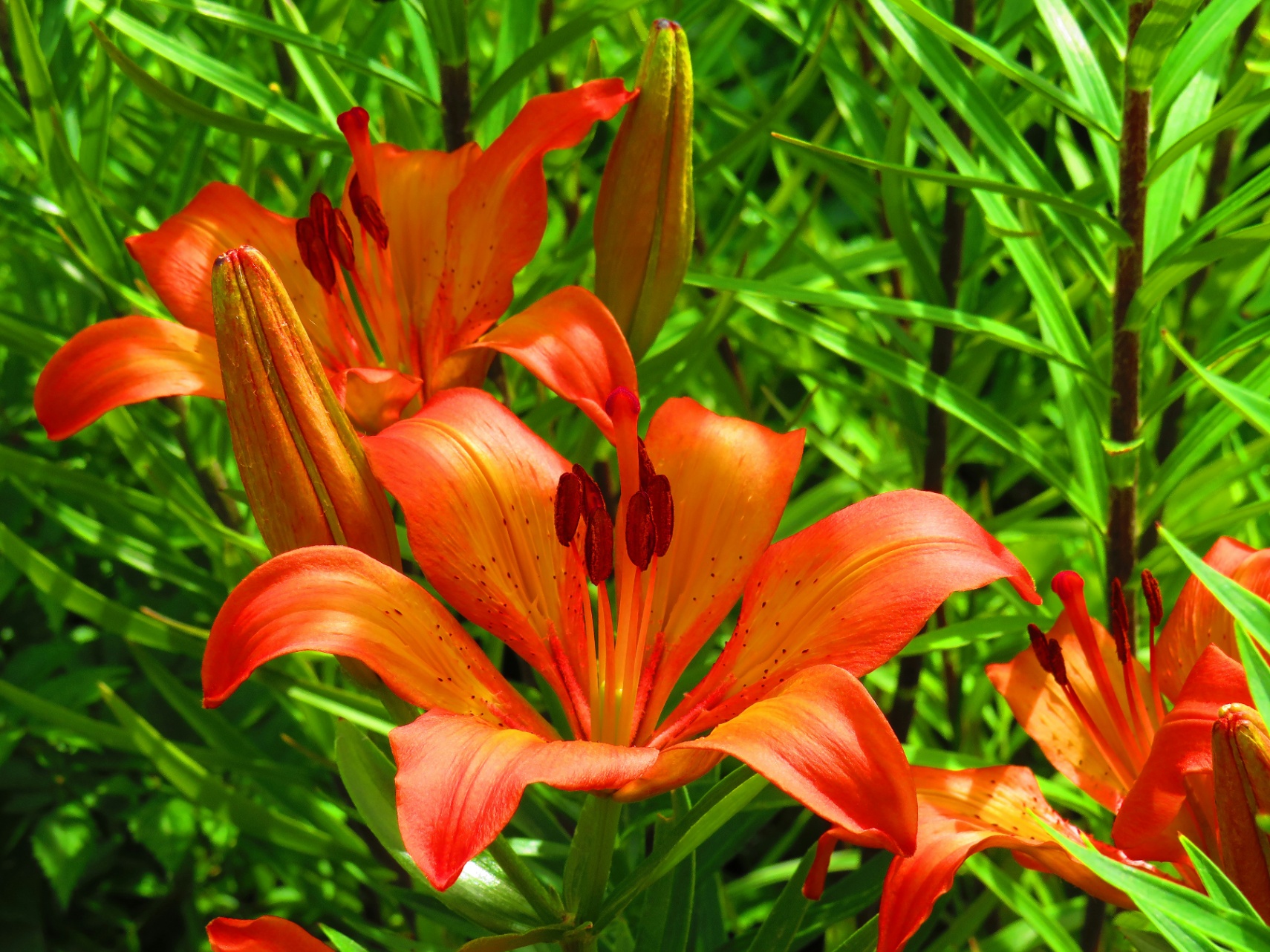 Lirios naranja