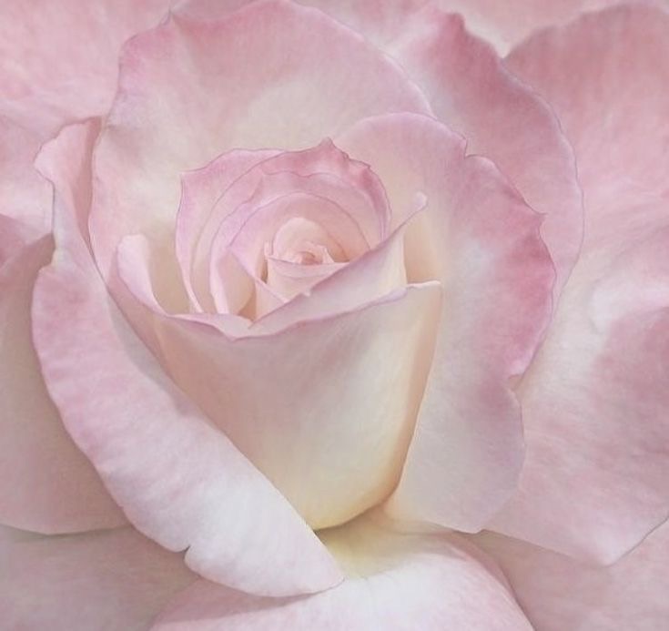 tinte rosa.
