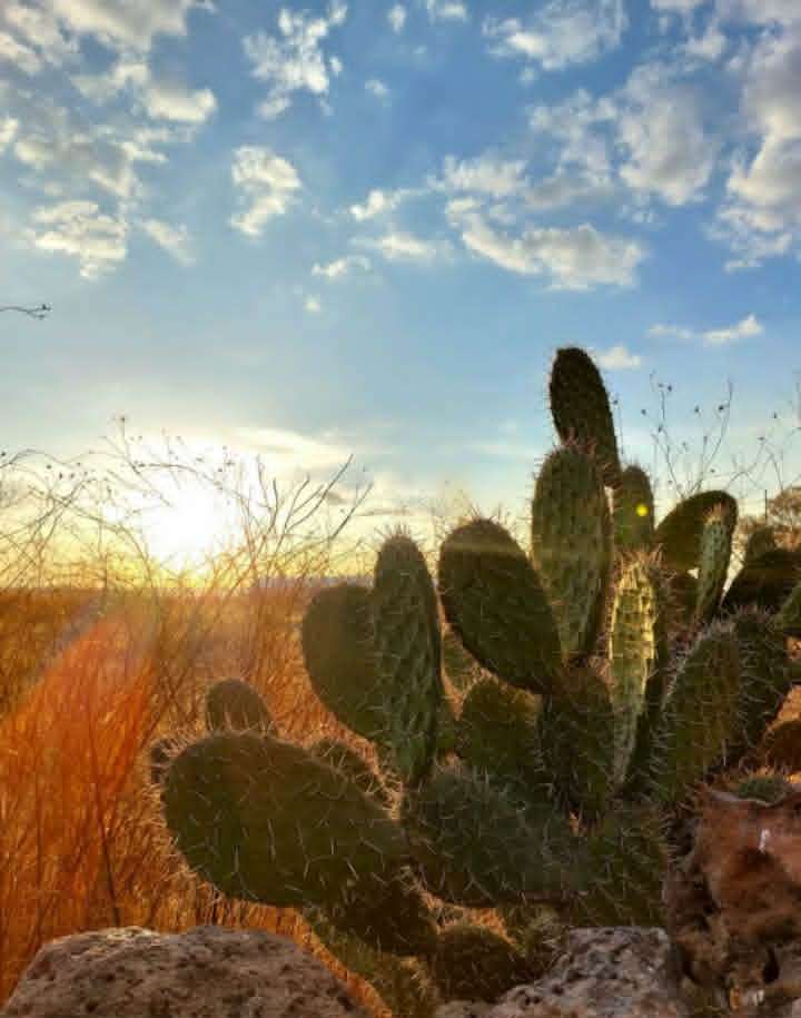Cactus en invierno