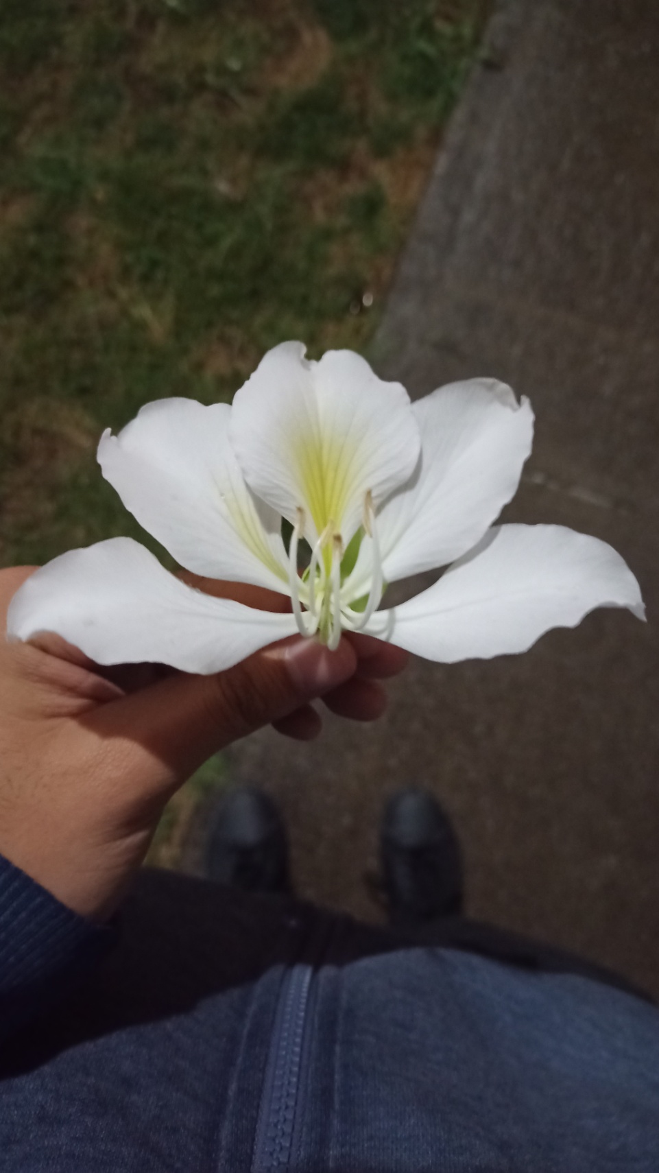 Soñé que morías