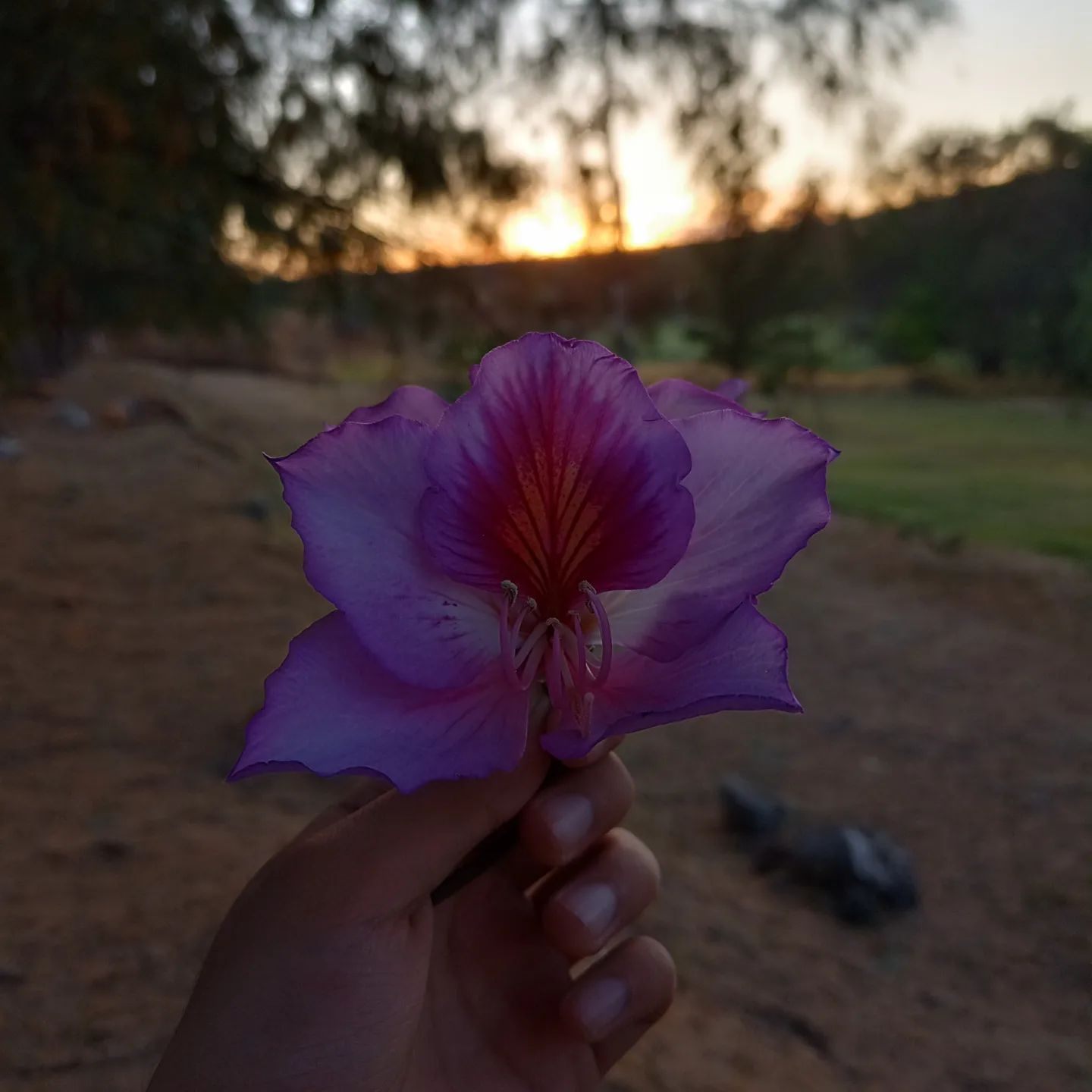 Hace 3 años ví un árbol de orquídeas 