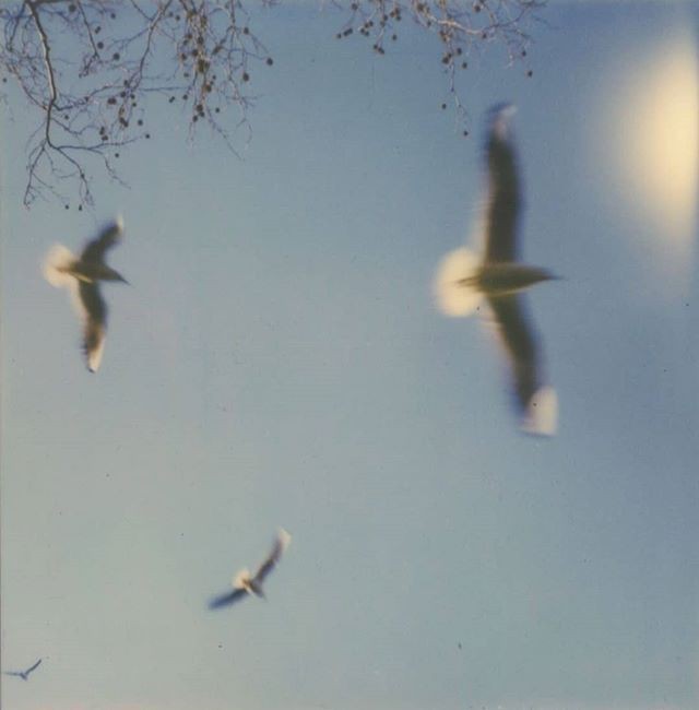 cartas a los pájaros 