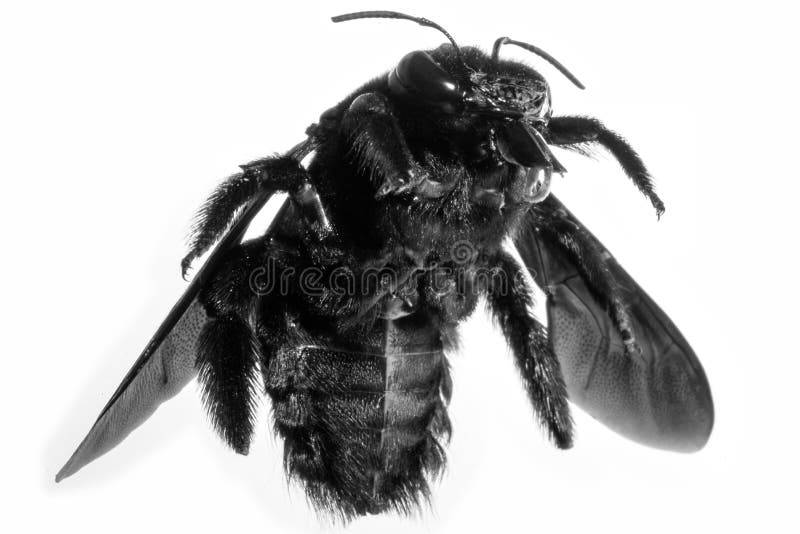 Abeja Negra
