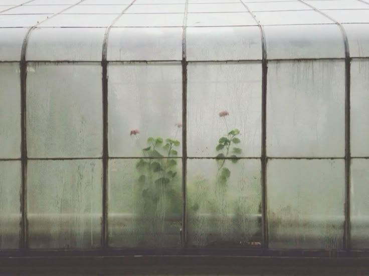 Jardín abandonado