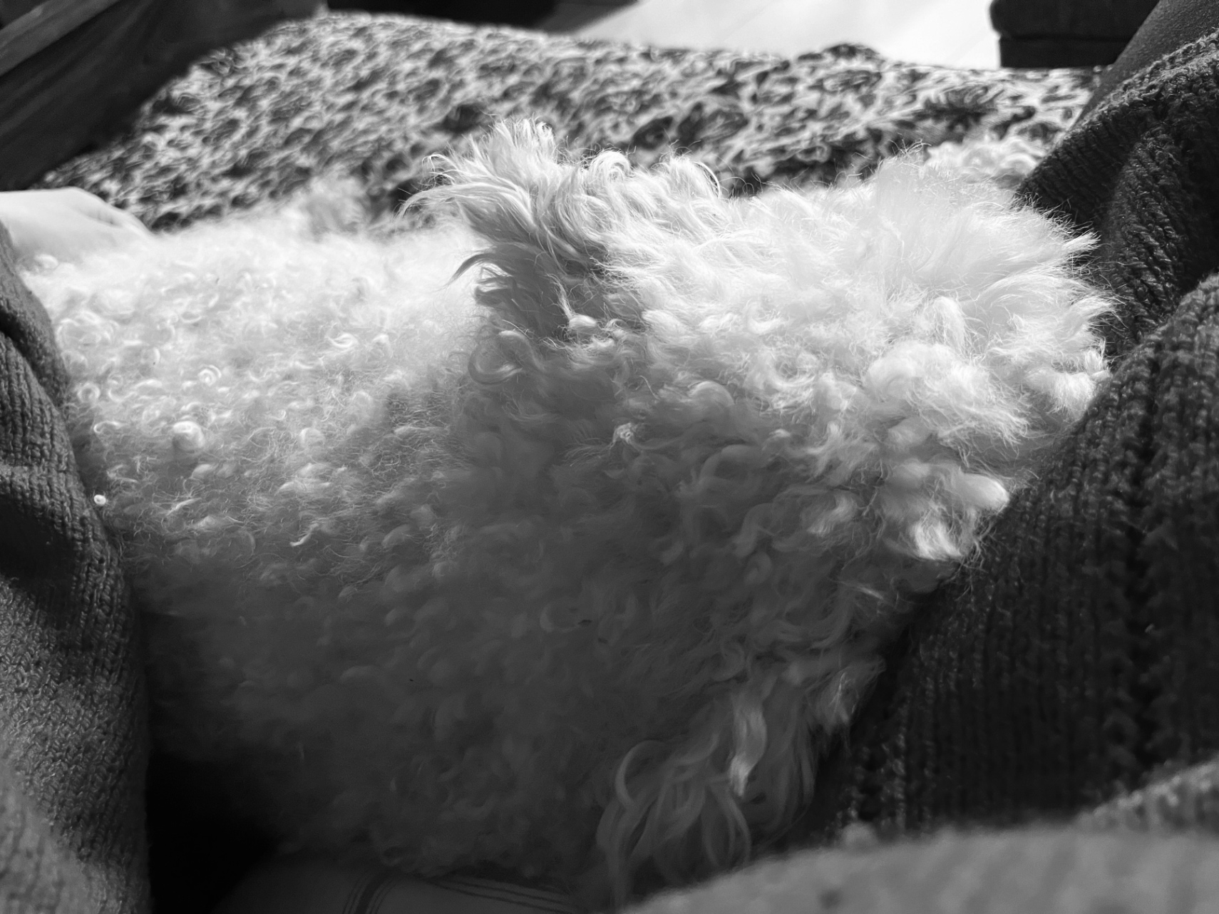 La peli del perro
