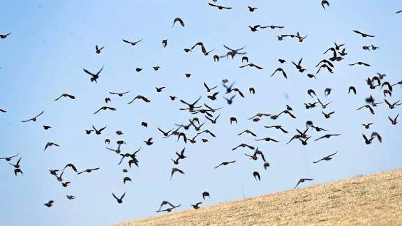 ¿Dónde van los gorriones cuando mueren? 