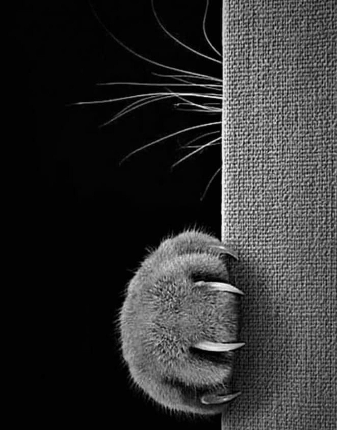 Un gato que araña.