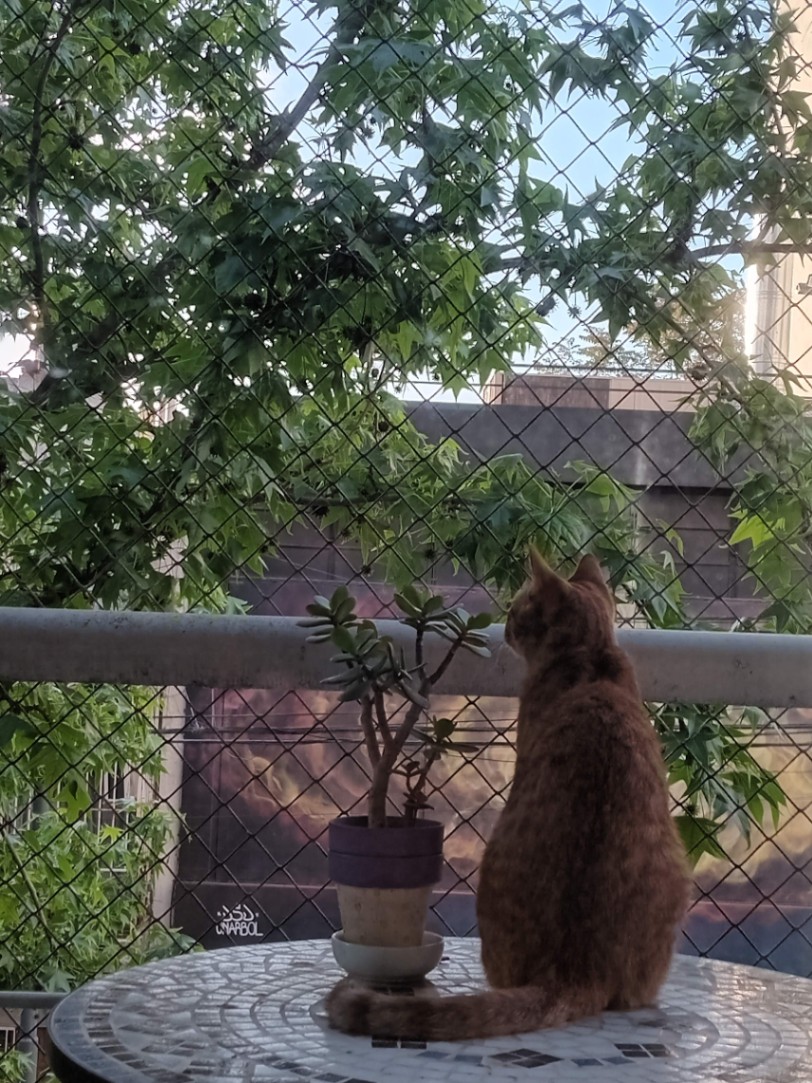 Vito Biancardi Frias