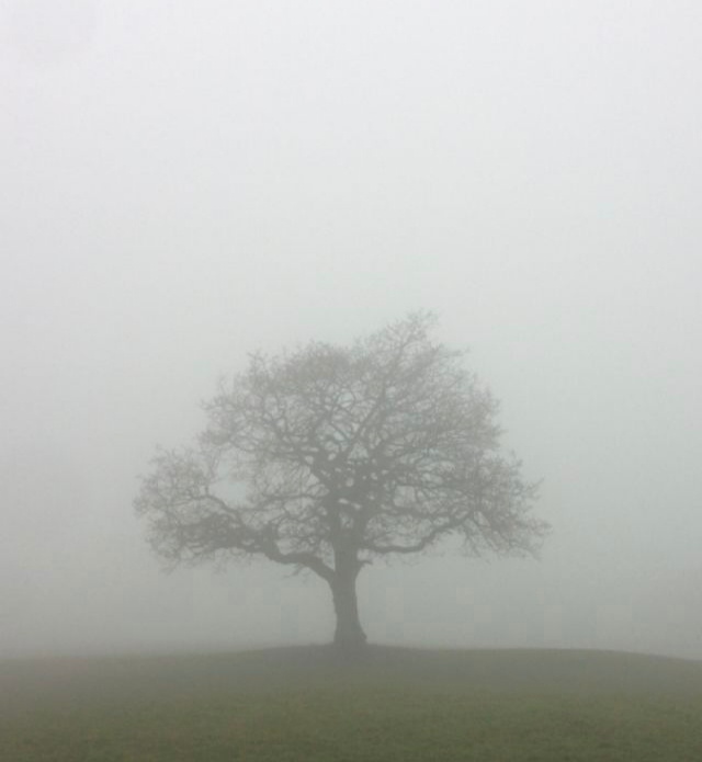 Quia hoc velle debes, Domine. Dic mihi quid faciam