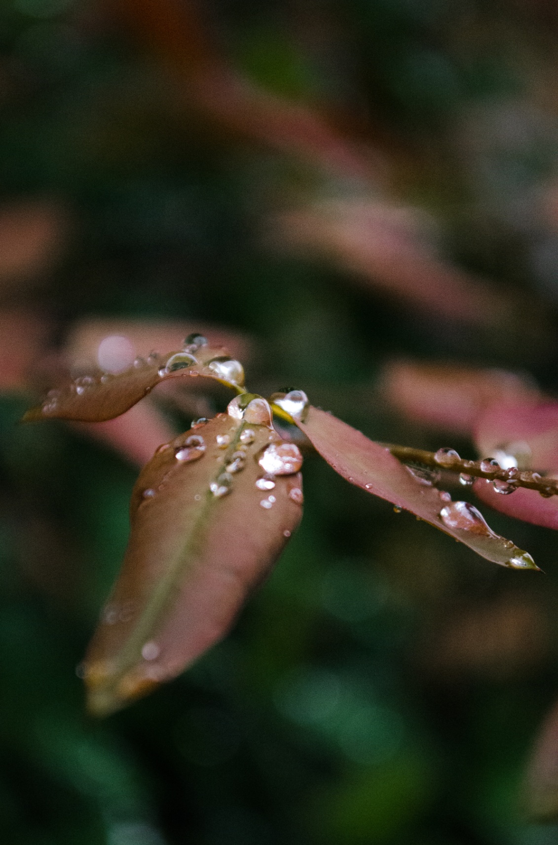 Otoño 