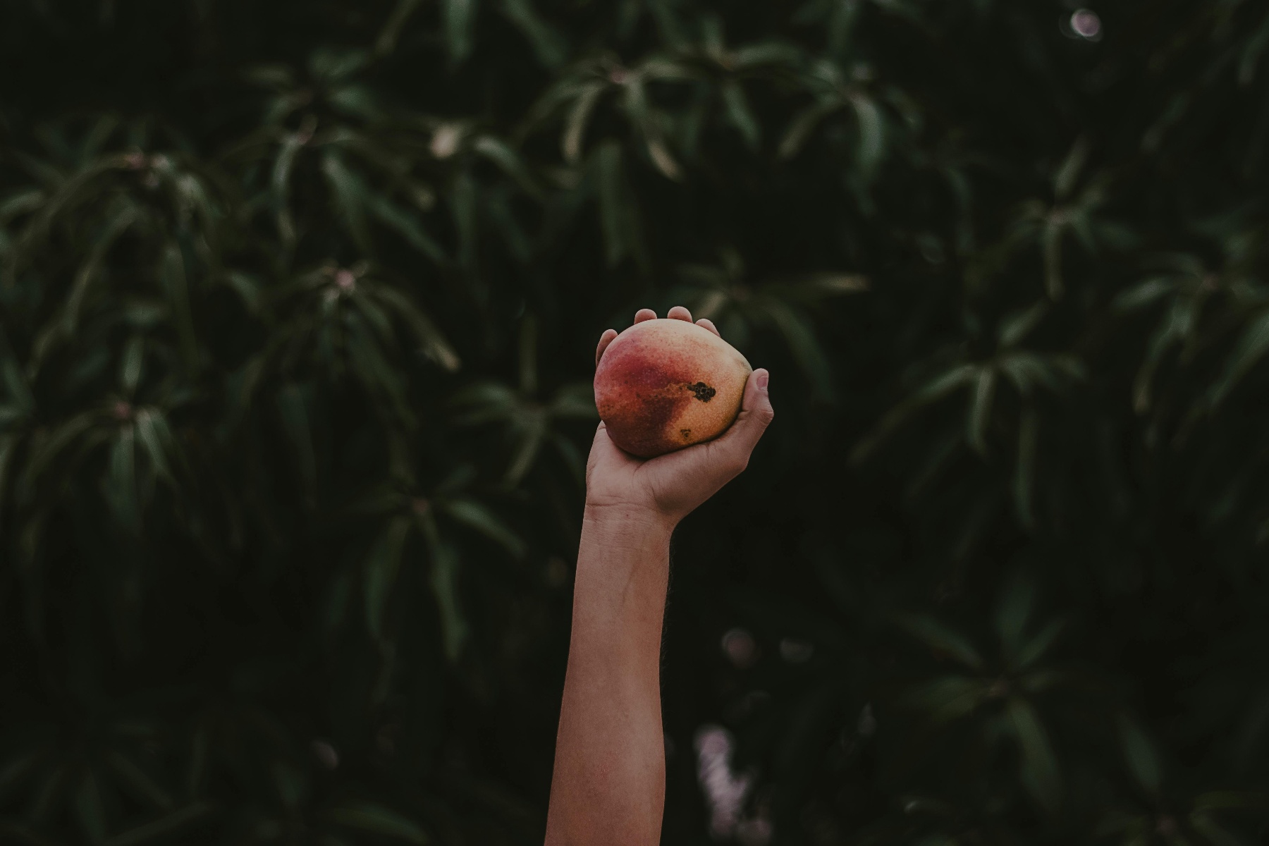 Árbol de mango