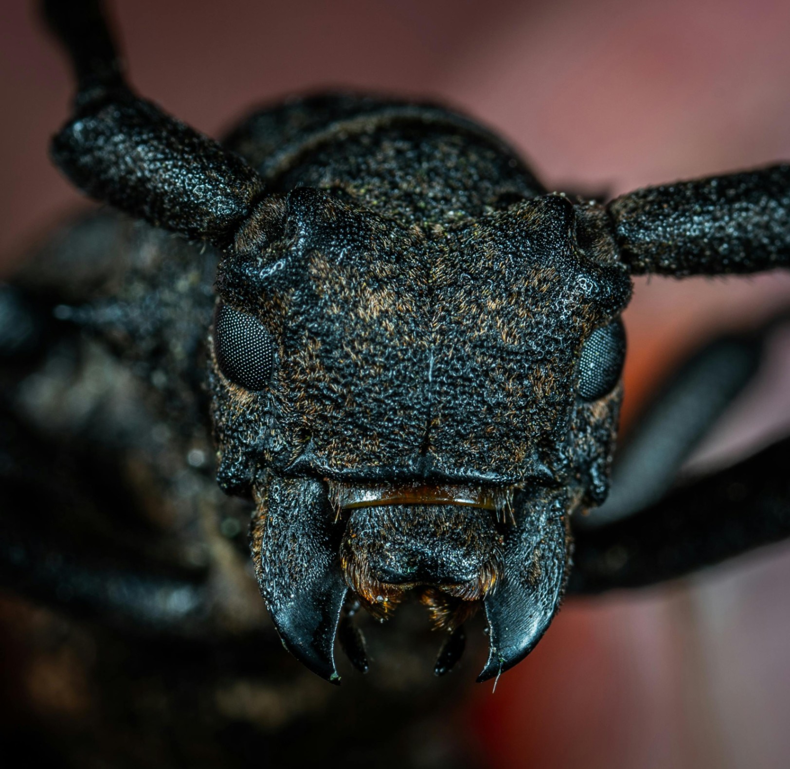 Insecto