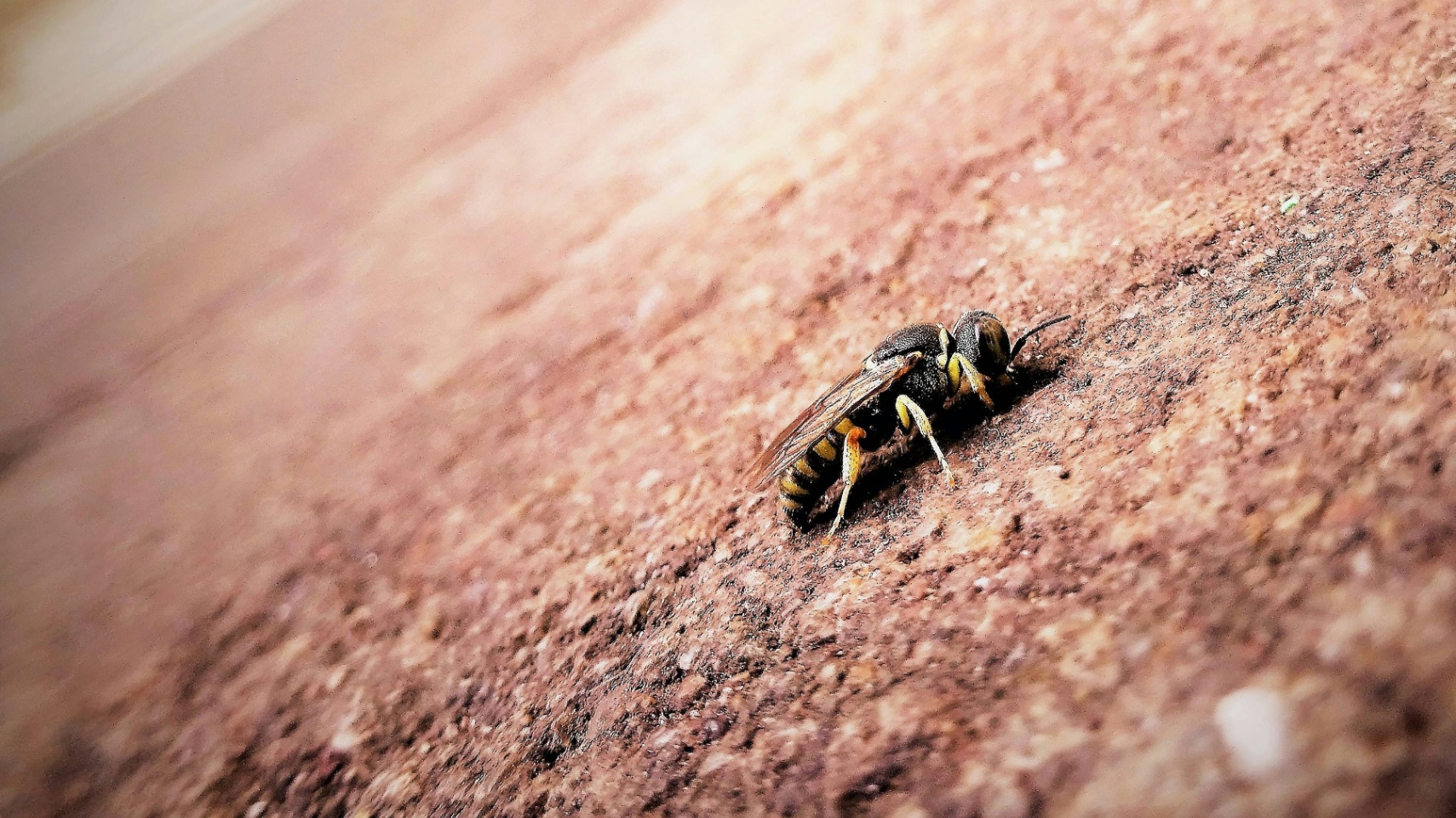 Cinco abejas, dos muertas