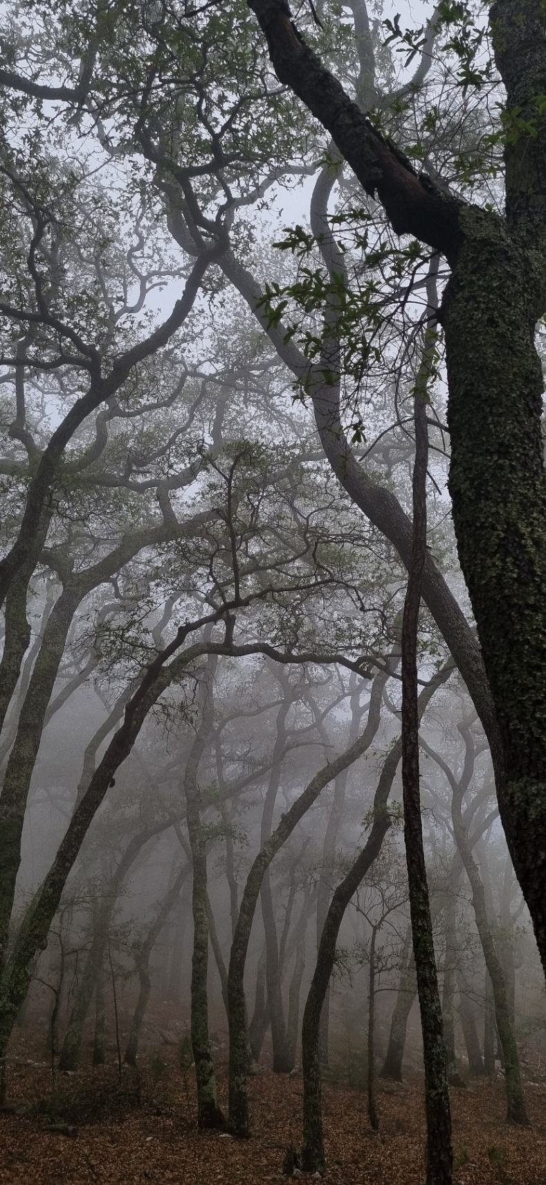 Decadencia  cover img