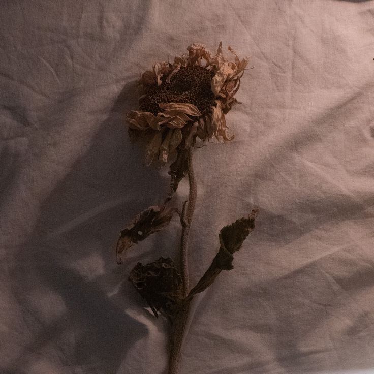 Entre cenizas y flores marchitas