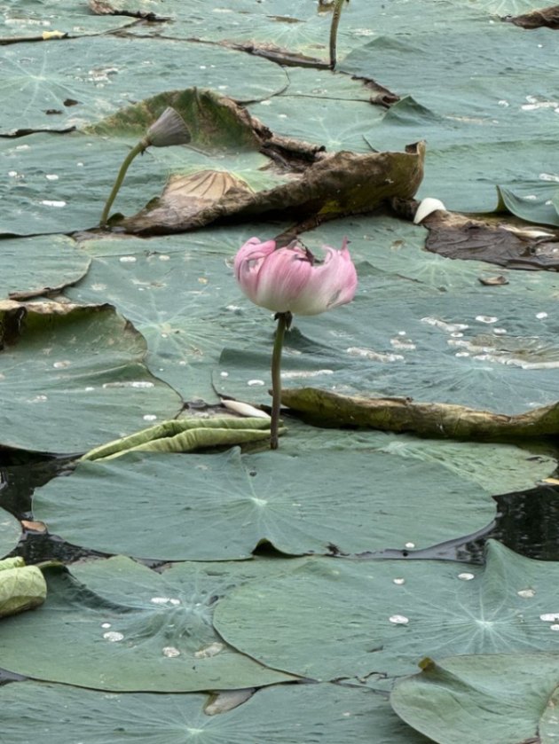 莲花
