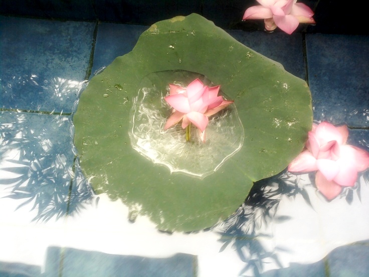 Flores de loto.