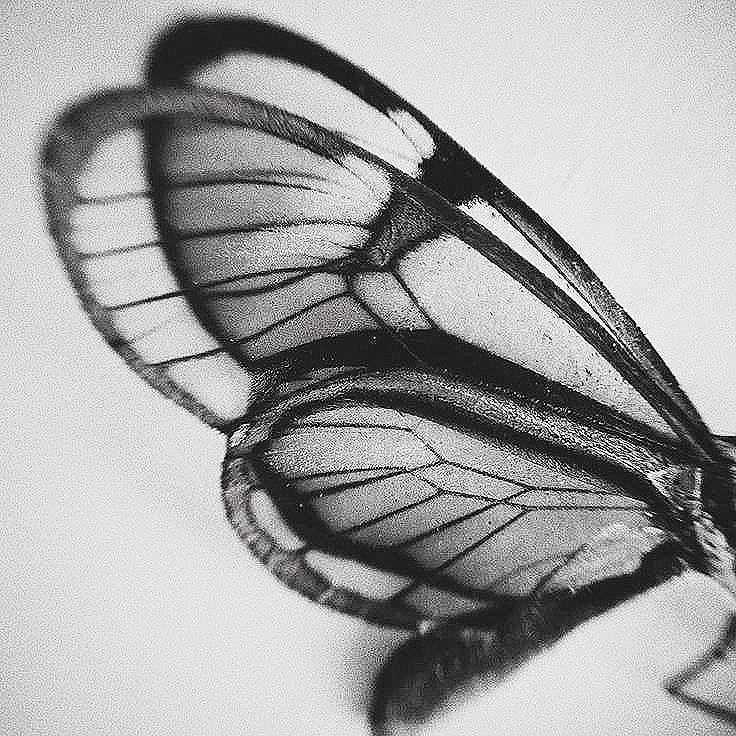 Jorgelina  cover img