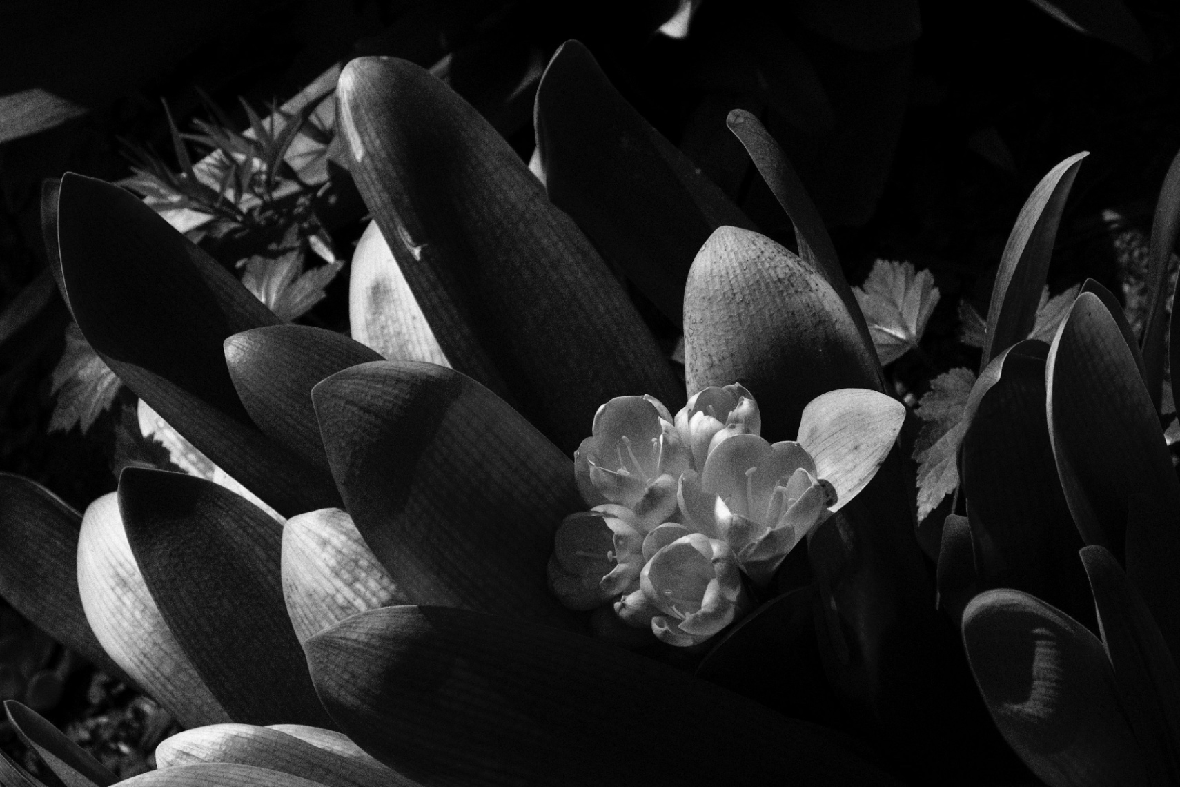 Flores de plástico