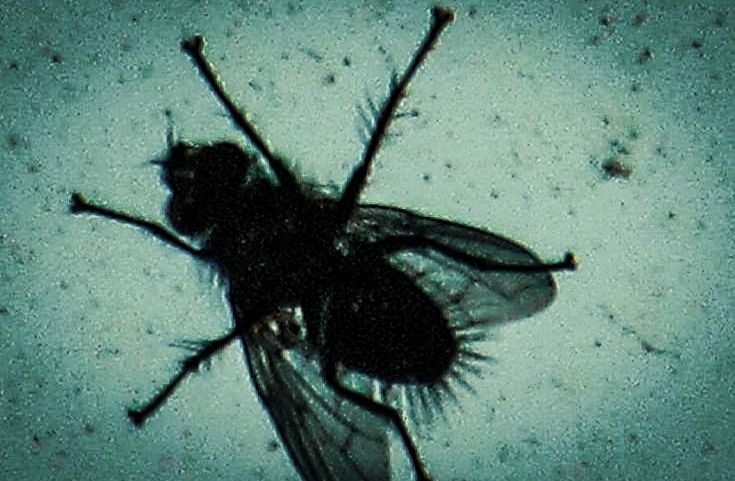 Como moscas sobre la gélida carne 