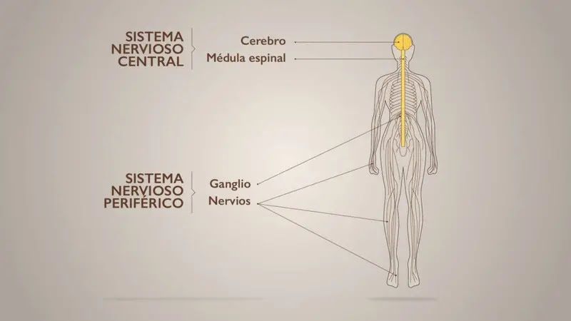 Nuestras neuronas y el daño