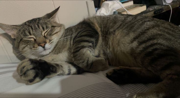 Thomas Saa cover img