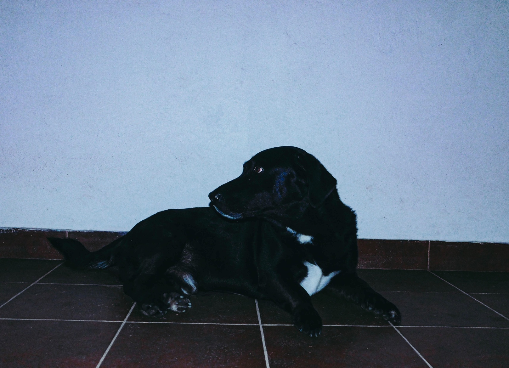 Mi primer amigo