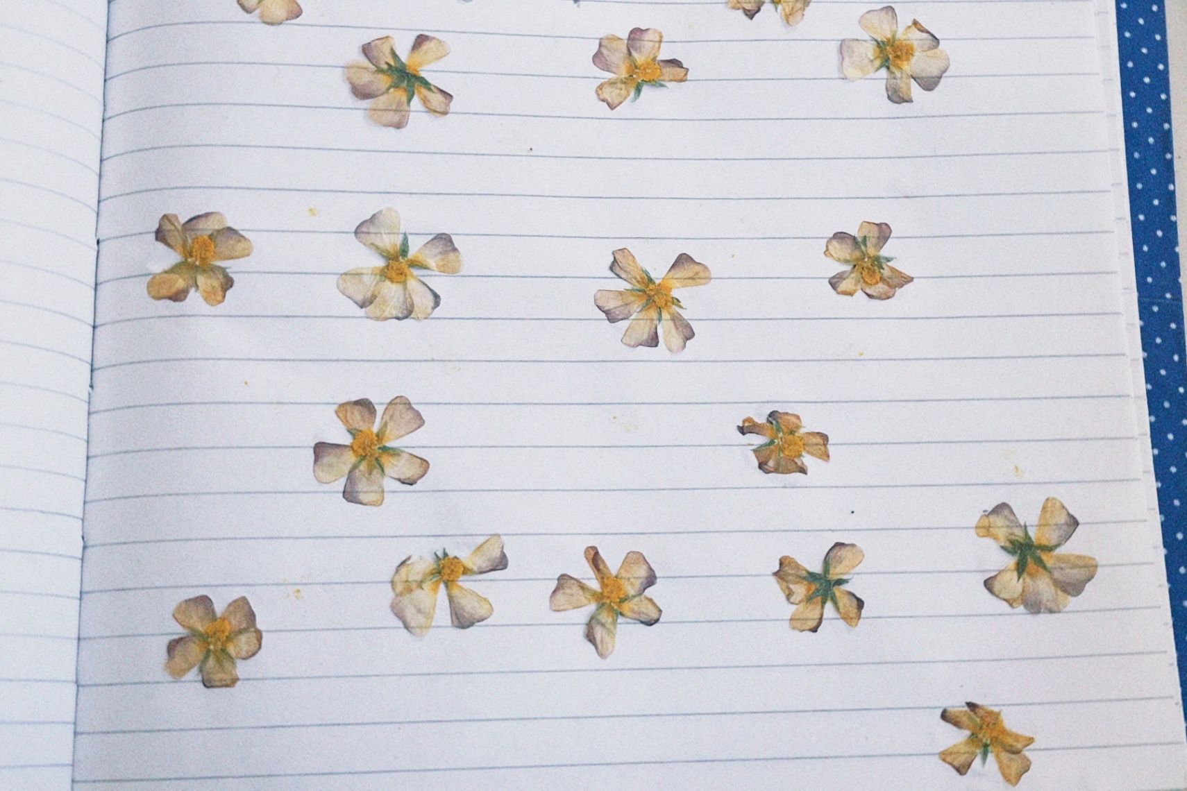 Resguardo de una flor