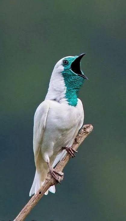 Los Sonetos del Pájaro Campana