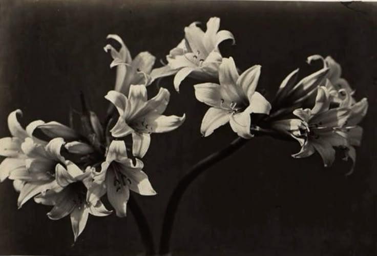 orquídea azul cover img