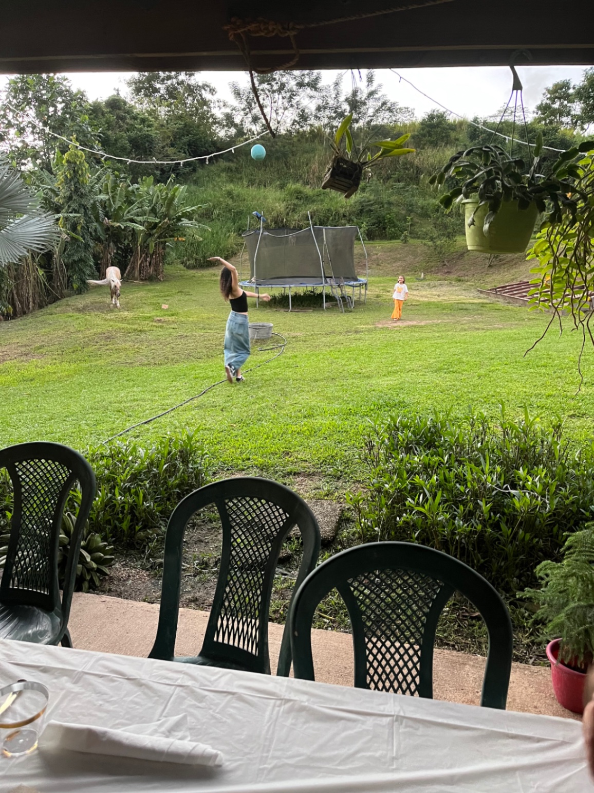 Arboles q hablan